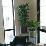 interieur met planten